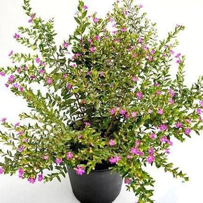 Live Kufiya/Cuphea hyssopifolia Beautiful & Charming Plant For Home ...