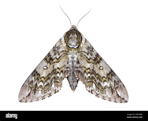 Waved sphinx moth (Ceratomia undulosa) photographed on white background ...