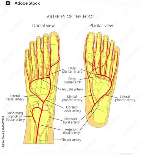 Dorsalis Pedis Artery An Overview ScienceDirect Topics, 55% OFF