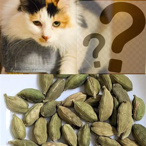 Can Cats Eat Cardamom? A Guide to Safe Spices for Your Feline Friend ...