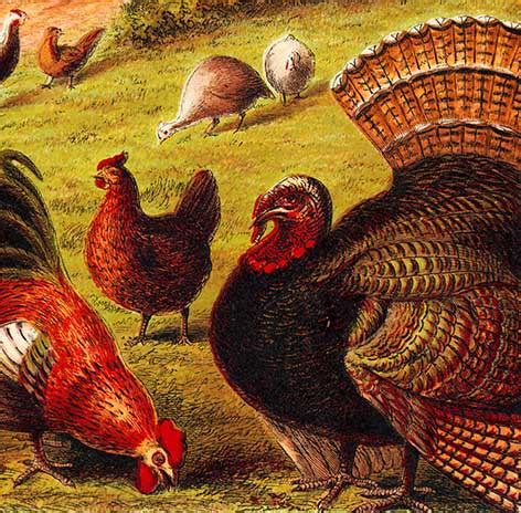 Free Farm Turkey Cliparts, Download Free Farm Turkey Cliparts png ...