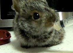 Image result for Feeding Wild Rabbit Babies
