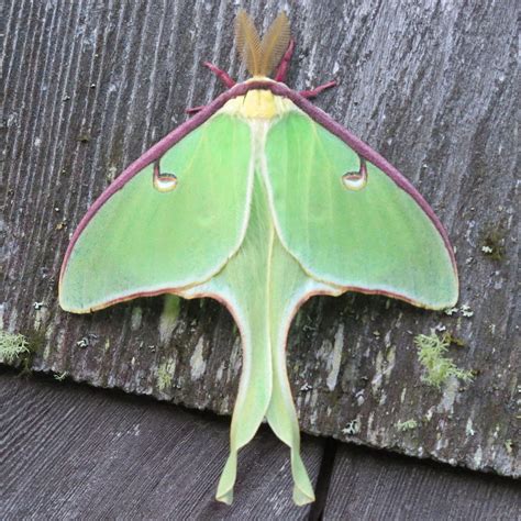 Actias luna-male - Luna moth - Wikipedia | Moth, Moth caterpillar, Insects