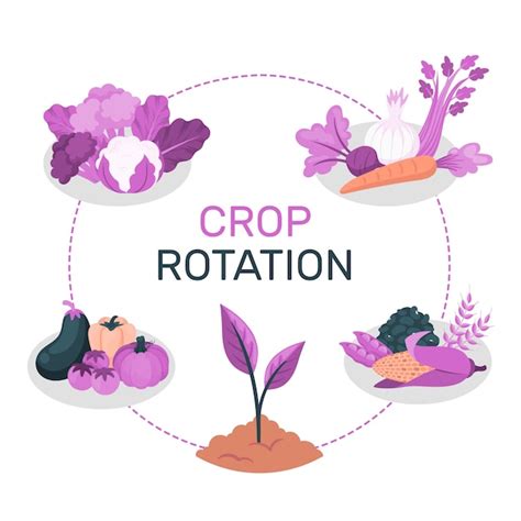 Image result for Crop Rotation