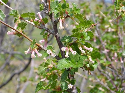 Native Colorado Plants for Landscaping - Uncover Colorado