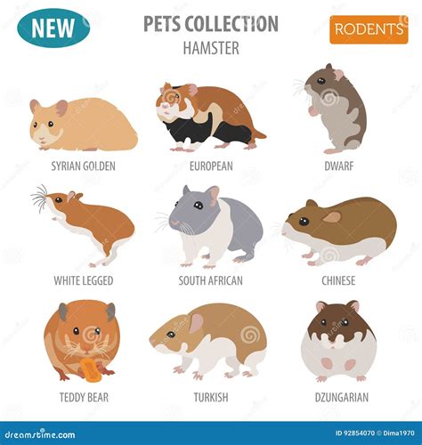 Hamster Breeds List