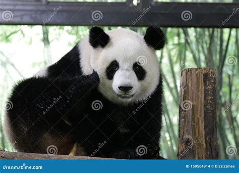 Fluffy Panda in Shanghai, China Stock Photo - Image of sitting, flower: 159564914