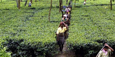 West Bengal's Striking Tea Plantation Workers Are Only Demanding Their ...
