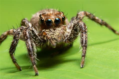 Image result for Spider Species Classification Using Machine Learning