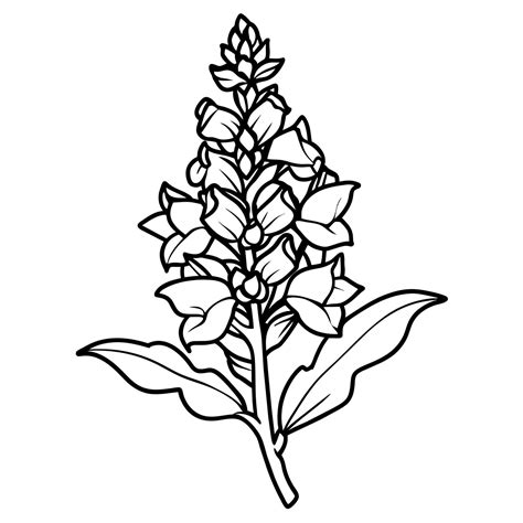 Snapdragon flower outline illustration coloring book page design ...