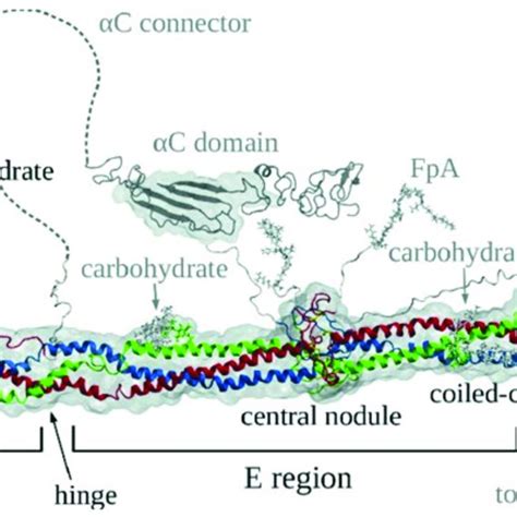 Image result for Fibrinogen Structure