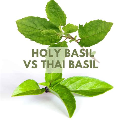 Sweet Basil Vs Regular Basil at Gerard Ortega blog