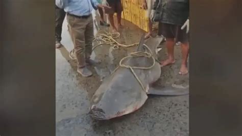 Fisherman's lucky catch nets Rs 1 lakh at auction in Digha