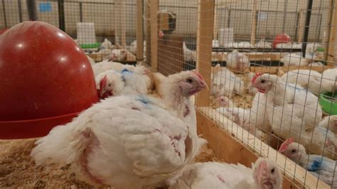 Licious commits to chicken welfare