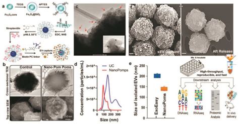 Progress in Isolation and Molecular Profiling of Small Extracellular ...