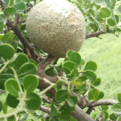 Discover the Sweet and Sour Delight of Feronia Limonia Wood Apple Plan ...