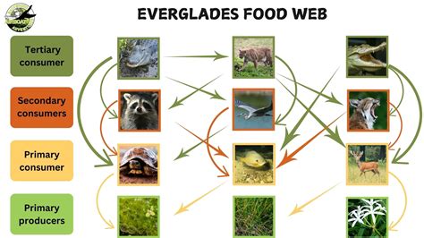 Food Web Florida Everglades