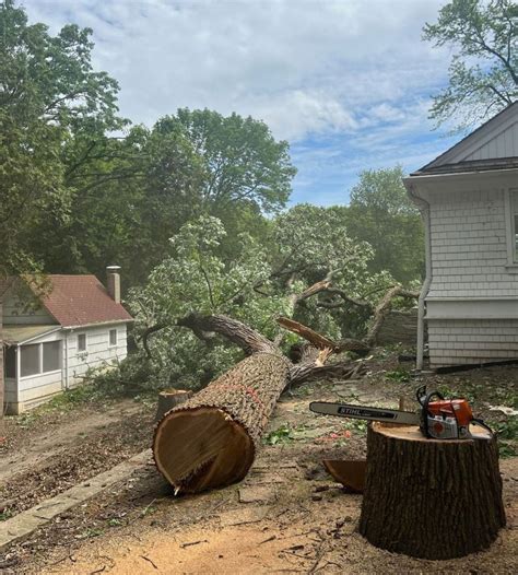 Image result for Tree Top Tree Service