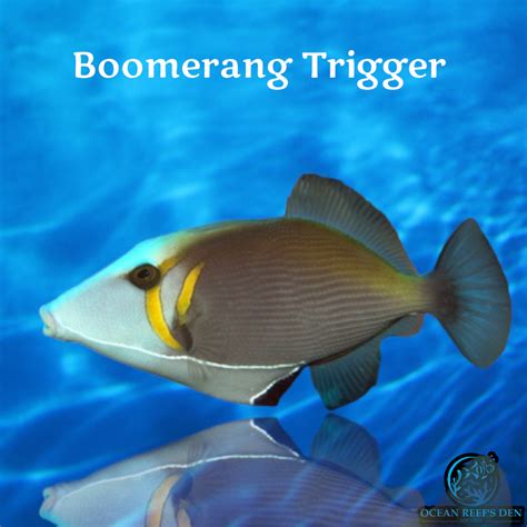 Crescent Trigger M (Boomerang)