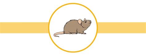 Image result for Mouse Facts