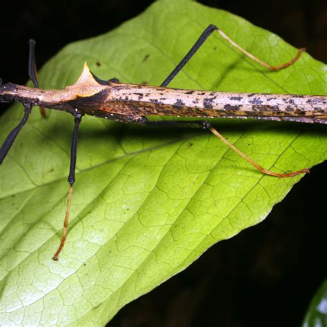 Walking Stick Life Cycle