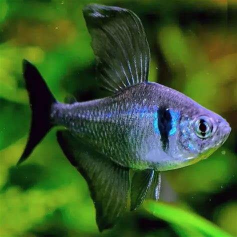 Live Fish Black Phantom Tetra | Single – cloningaquapets