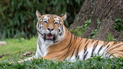 Download wallpaper 1366x768 tiger, roar, animal, predator, big cat ...