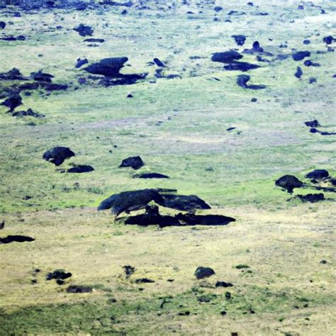 Image result for African Python Habitat