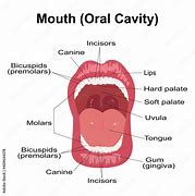 oral cavity 的图像结果