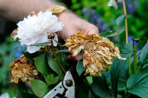 Should You Deadhead Peonies? Expert Advice on Benefits of Removing ...