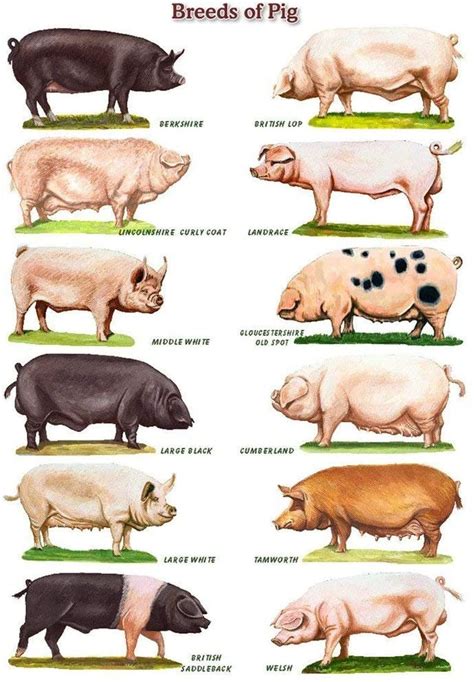 Choosing the Right Pig Breed for your Homestead | Modern Frontierswoman