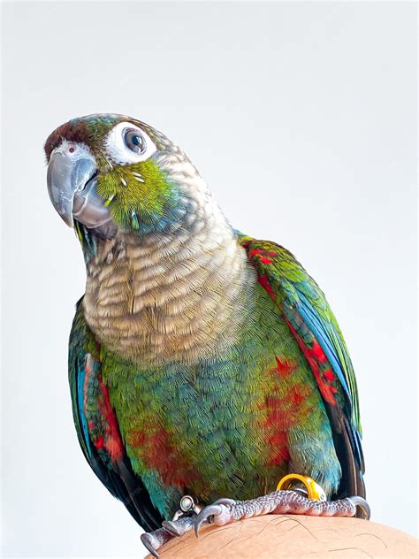 Crimson Bellied Conure