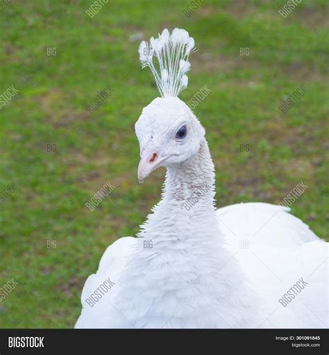 Female Peacocks White