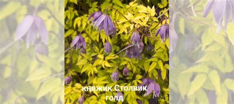 Клематисы княжики саженцы 2л купить в Воскресенске | Товары для дома и ...