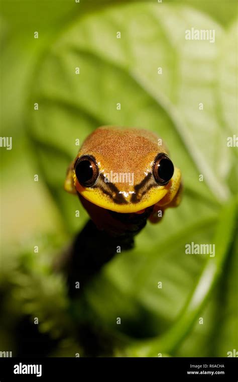 Image result for Yellow Tree Frog