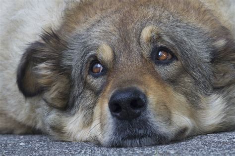 Watery Eyes in Dogs - Symptoms, Causes, Diagnosis, Treatment, Recovery ...