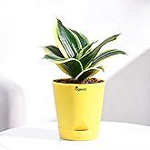 Ugaoo Golden Money Plant Indoor With Self Watering Pot : Amazon.in ...