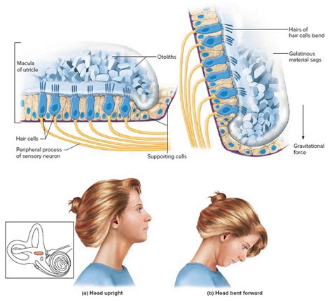 Vestibular system, anatomy, function & vestibular system disorders