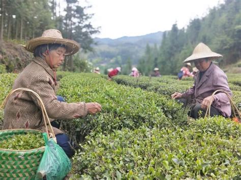 截稿提醒：4月26日，“天下径山茶”茶文化摄影大赛征稿_中国摄影网