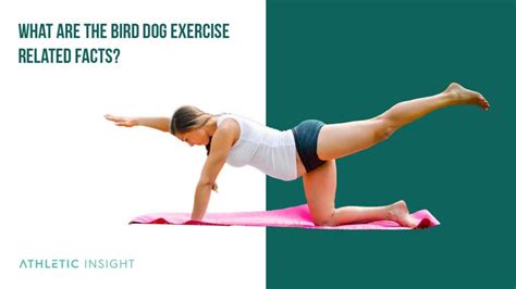 Bird Dog Exercise Move 的图像结果