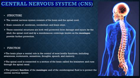 Image result for Nervous System Classification