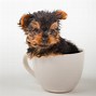 Image result for Baby Teacup Bunnies