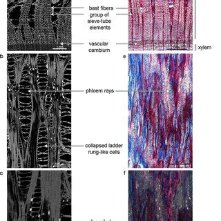 Lime Line Image Transfering 的图像结果
