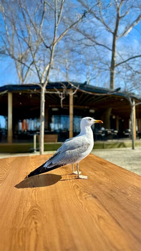 Image result for Free Pictures to Copy