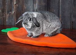 Image result for Cute Holland Lop Bunnies