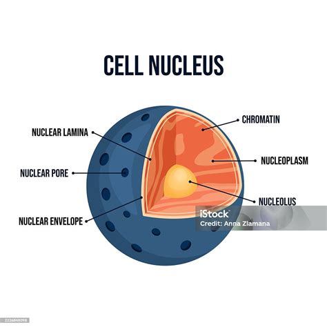 Modern Flat Vector Illustration Of A Labeled Animal Cell Nucleus ...