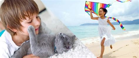 Image result for Elements 2020 Tutorials