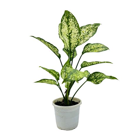 Aglaonema Snow White (Aglaonema Costatum)- Live Plant (Home & Garden ...