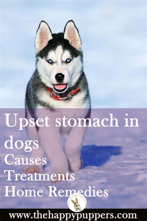home remedies upset stomach