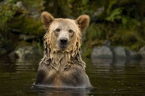 Canadian Wildlife Photography of the Year Exhibition. On view through ...